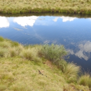 Austrelaps ramsayi at Kosciuszko National Park - 21 Feb 2024