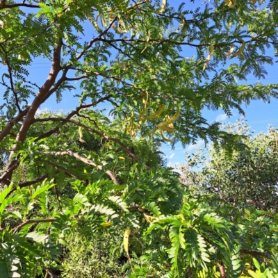 Gleditsia triacanthos (Honey Locust, Thorny Locust) at Watson Green Space - 23 Feb 2024 by abread111