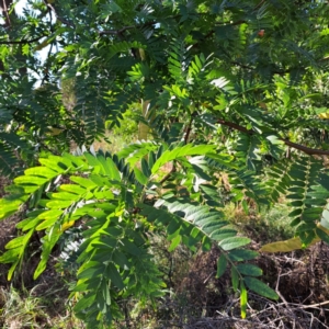 Gleditsia triacanthos at Watson Green Space - 23 Feb 2024 05:19 PM