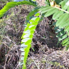 Gleditsia triacanthos at Watson Green Space - 23 Feb 2024 05:19 PM