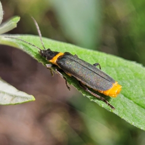 Chauliognathus lugubris at QPRC LGA - 23 Feb 2024