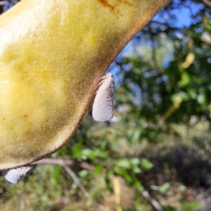 Anzora unicolor at Watson Green Space - 23 Feb 2024