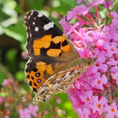 Vanessa kershawi (Australian Painted Lady) at QPRC LGA - 23 Feb 2024 by MatthewFrawley