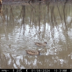 Anas gracilis (Grey Teal) at Suttons Dam - 7 Jan 2024 by KL