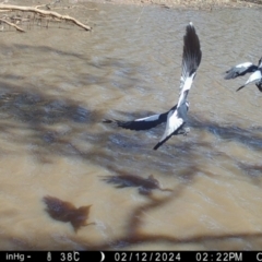 Gymnorhina tibicen (Australian Magpie) at Suttons Dam - 12 Feb 2024 by KL