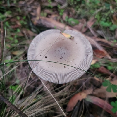 Unidentified Cap on a stem; gills below cap [mushrooms or mushroom-like] at Ebor, NSW - 23 Feb 2024 by Csteele4