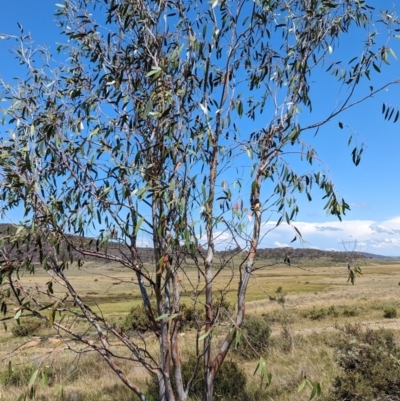 Eucalyptus lacrimans (Weeping Snow Gum) at Long Plain, NSW - 23 Feb 2024 by HelenCross