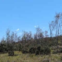 Eucalyptus lacrimans at Kosciuszko National Park - 23 Feb 2024 02:03 PM