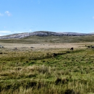 Equus caballus at Gooandra, NSW - suppressed