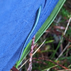 Hirudinea sp. (Class) at Kosciuszko National Park - 23 Feb 2024