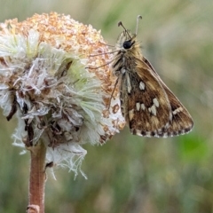 Atkinsia dominula (Two-brand grass-skipper) at Kosciuszko National Park - 23 Feb 2024 by HelenCross