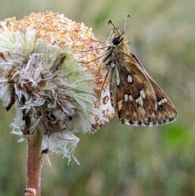 Atkinsia dominula (Two-brand grass-skipper) at Kosciuszko National Park - 22 Feb 2024 by HelenCross