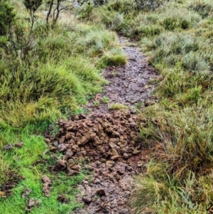 Equus caballus at Kosciuszko National Park - suppressed