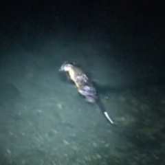 Hydromys chrysogaster (Rakali or Water Rat) at Cooleman, NSW - 21 Feb 2024 by HelenCross