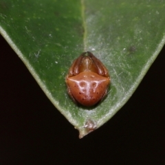 Unidentified Orb-weaving spider (several families) at Wellington Point, QLD - 21 Feb 2024 by TimL