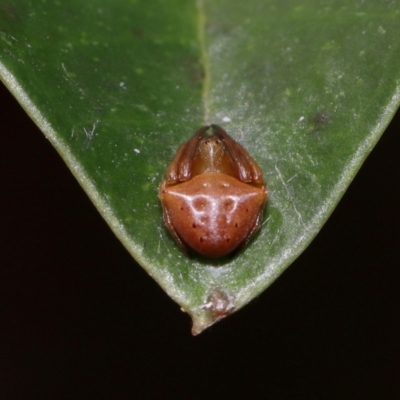 Araneus sp. (genus) at  - suppressed by TimL