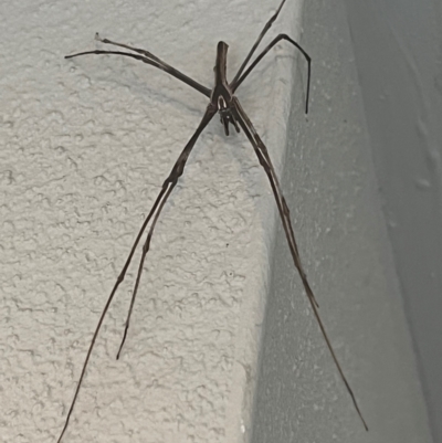 Asianopis subrufa (Rufous net-casting spider) at Gungahlin, ACT - 22 Feb 2024 by Ljenk