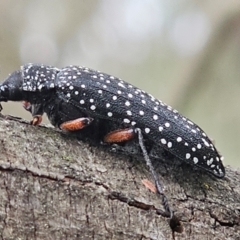 Rhipicera sp. (Feather or Fan-horned Beetles) at Molonglo River Reserve - 20 Feb 2024 by Jiggy