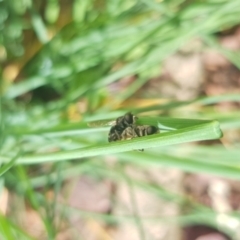 Unverified Insect at Giralang, ACT - 23 Feb 2024 by JaneCarter