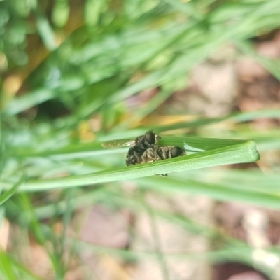 Unidentified Insect at Giralang, ACT - 23 Feb 2024 by JaneCarter