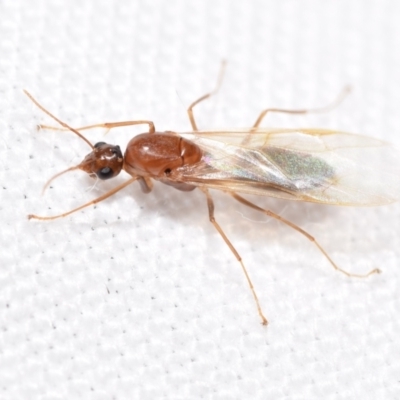 Formicidae (family) (Unidentified ant) at QPRC LGA - 22 Feb 2024 by DianneClarke