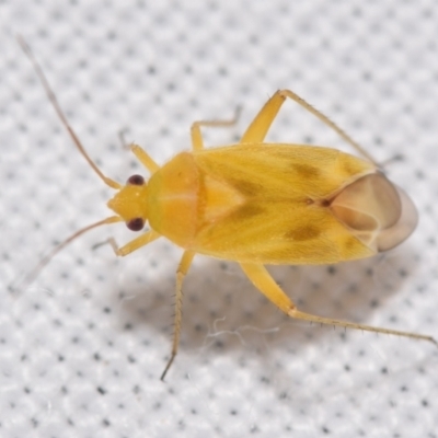 Miridae (family) (Unidentified plant bug) at QPRC LGA - 22 Feb 2024 by DianneClarke