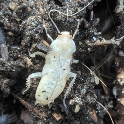 Unidentified Cockroach (Blattodea, several families) at Wright, ACT - 23 Feb 2024 by jtneill