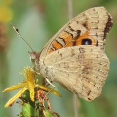 Junonia villida (Meadow Argus) at Ainslie, ACT - 30 Jan 2024 by RobParnell