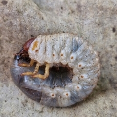 Adoryphorus coulonii (Redheaded pasture cockchafer) at Holt, ACT - 23 Feb 2024 by THATJAYKIDRICK