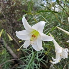 Lilium formosanum at Aranda, ACT - 24 Feb 2024 10:33 AM