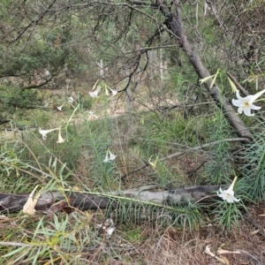 Lilium formosanum at Aranda, ACT - 24 Feb 2024 10:33 AM