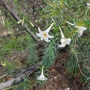 Lilium formosanum at Aranda, ACT - 24 Feb 2024