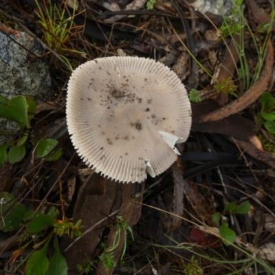 Amanita sp. (Amanita sp.) at Boro - 22 Feb 2024 by Paul4K