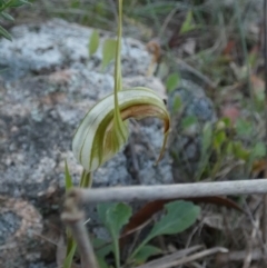 Diplodium reflexum (Dainty Greenhood) at QPRC LGA - 22 Feb 2024 by Paul4K