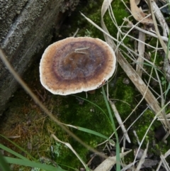 Sanguinoderma rude (Red-staining Stalked Polypore) at QPRC LGA - 22 Feb 2024 by Paul4K