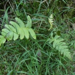 Blechnum sp. (A Hard Fern) at QPRC LGA - 22 Feb 2024 by Paul4K