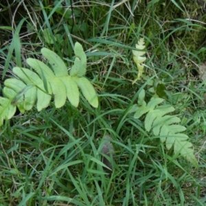 Blechnum sp. at QPRC LGA - suppressed