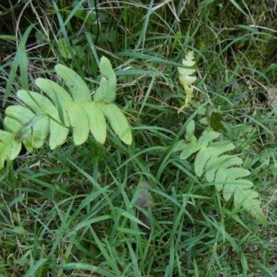 Blechnum sp. (A Hard Fern) at QPRC LGA - 22 Feb 2024 by Paul4K