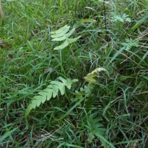 Blechnum sp. at QPRC LGA - 22 Feb 2024