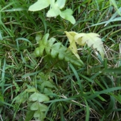 Blechnum sp. at QPRC LGA - 22 Feb 2024