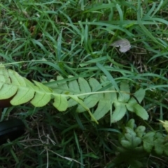 Blechnum sp. at QPRC LGA - suppressed