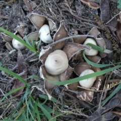 Geastrum sp. at Boro - suppressed