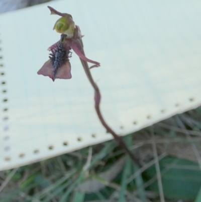 Chiloglottis reflexa (Short-clubbed Wasp Orchid) at Borough, NSW - 25 Feb 2024 by Paul4K