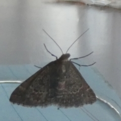 Dichromodes explanata (Fine-lined Heath Moth) at QPRC LGA - 23 Feb 2024 by Paul4K