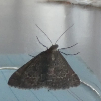 Dichromodes explanata (Fine-lined Heath Moth) at QPRC LGA - 23 Feb 2024 by Paul4K