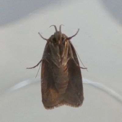 Chezala privatella (A Concealer moth) at QPRC LGA - 23 Feb 2024 by Paul4K