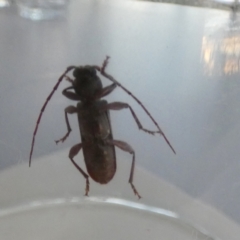 Phacodes personatus (Longhorn beetle) at QPRC LGA - 22 Feb 2024 by Paul4K