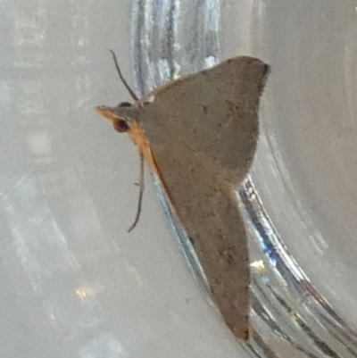 Dichromodes estigmaria (Pale Grey Heath Moth) at Boro - 22 Feb 2024 by Paul4K