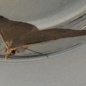 Dichromodes estigmaria at QPRC LGA - 23 Feb 2024