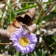 Simosyrphus grandicornis (Common hover fly) at Lyons, ACT - 27 Oct 2018 by ran452